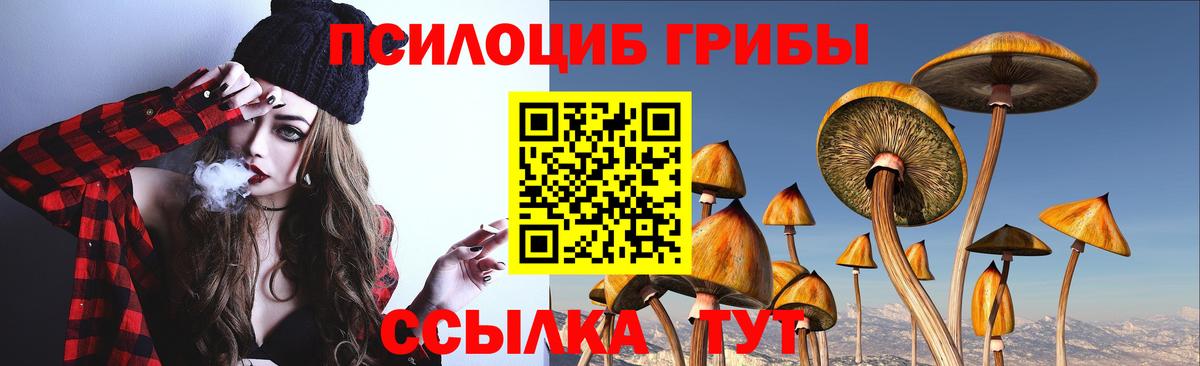 Псилоцибиновые грибы GOLDEN TEACHER  Вход с VPN  Новозыбков  Псилоцибиновые грибы Psilocybe 